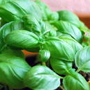 Co warto wiedzieć o uprawie bazylii?