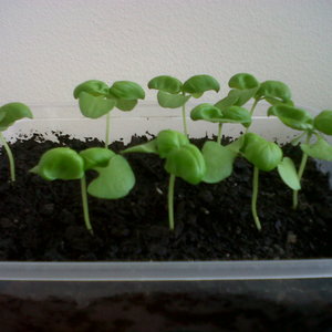 Jak uzyskać rozsadę?