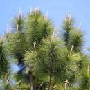 Co warto wiedzieć o sadzeniu iglaków?