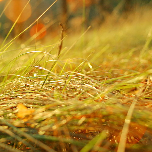 Jak poprawnie dbać o trawnik jesienią?