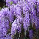 Jak pielęgnować glicynię?