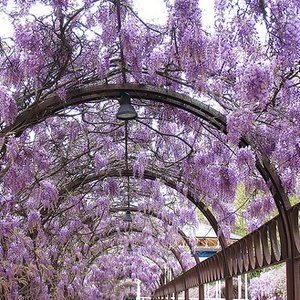 Stanowisko i wymagania glebowe