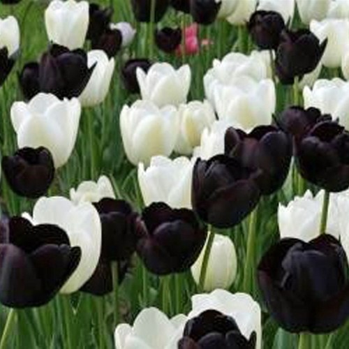 Jak pielęgnować tulipany?
