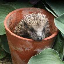 Jak przygotować w ogrodzie domek dla jeża?