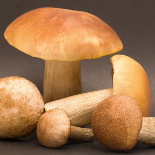 Zasady poprawnego przechowywania grzybów