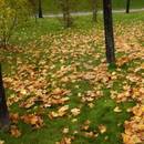 Jak zadbać o trawnik na jesieni?