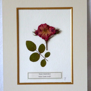 Tworzymy herbarium – krok drugi