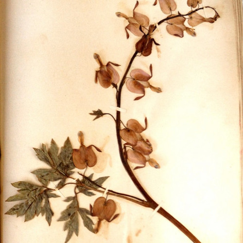 Tworzymy herbarium – krok pierwszy