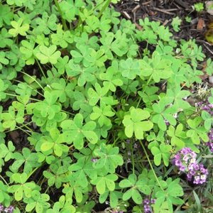 Jakie rośliny zbierać?