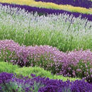 Co należy wiedzieć o rozmnażaniu lawendy?