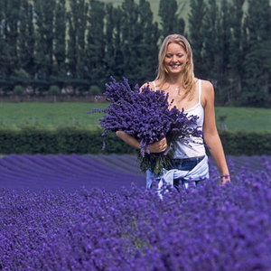 Jak rozmnażać lawendę?