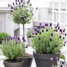 Pielęgnacja sadzonek