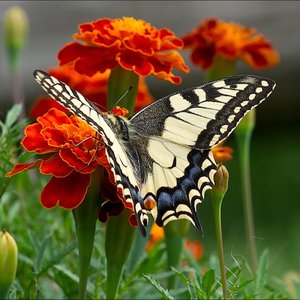 Dlaczego warto uprawiać aksamitki?