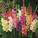 Co trzeba wiedzieć o sadzeniu mieczyków?