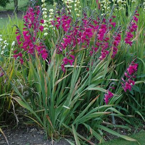 Kiedy sadzić mieczyki?