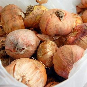 Rozmnażanie mieczyków