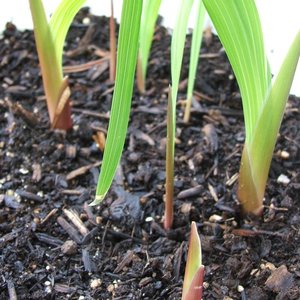 Pielęgnacja mieczyków