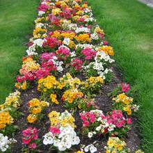 Jak stworzyć sezonową rabatę jednogatunkową?