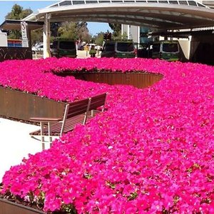 Jak wybrać rośliny na rabatę?