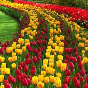 Kształt i rozmiar rabaty