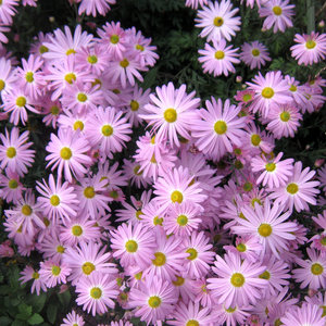 Przykładowe kwiaty na rabatę jednogatunkową