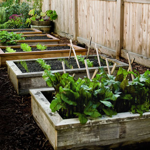 Jak wykonać podwyższone rabaty warzywne?