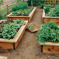 Planowanie warzywnika