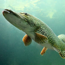 Skuteczne sposoby na złowienie szczupaka