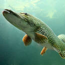 Skuteczne sposoby na złowienie szczupaka