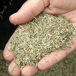 Właściwy wybór nasion