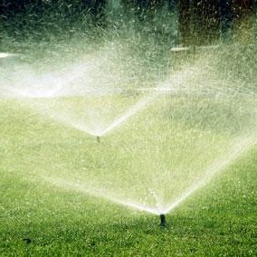 Podstawy pielęgnacji trawnika