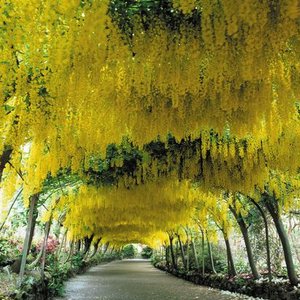 Stanowisko i wymagania glebowe