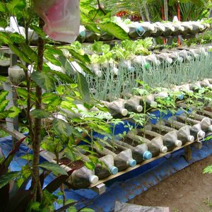 Domowa miniszklarnia – sposób trzeci