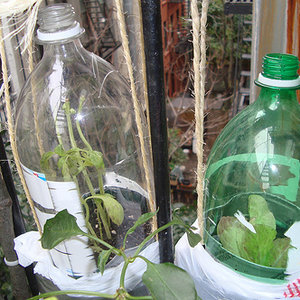 Domowa miniszklarnia – sposób czwarty