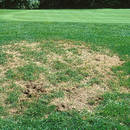 Jak naprawić łyse miejsca na trawniku?