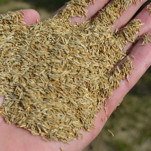 Przygotowanie nasion