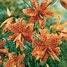 Co trzeba wiedzieć o sadzeniu lilii?