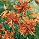 Co trzeba wiedzieć o sadzeniu lilii?