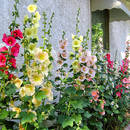 Jak pielęgnować malwy?