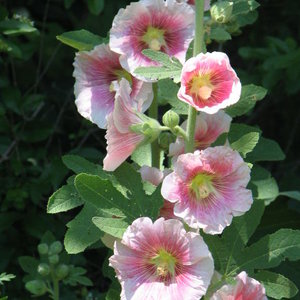 Stanowisko i wymagania glebowe