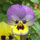 Jak powinno się rozmnażać bratki?