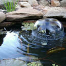 Co należy wiedzieć o pielęgnacji oczka wodnego?