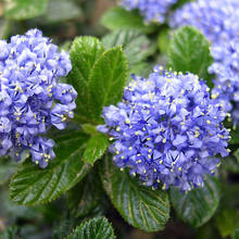 Jak posadzić w ogrodzie lilak?