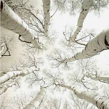 Jak posadzić brzozę?