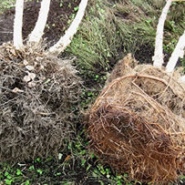 Jak wykopać brzozę?