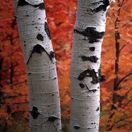 Kiedy przesadzać brzozę?