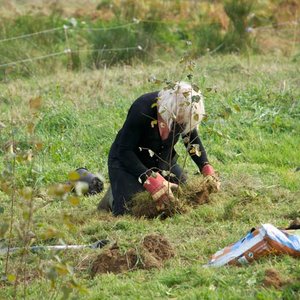Jak posadzić brzozę?
