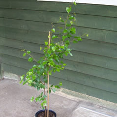 Jaką brzozę wybrać do posadzenia?