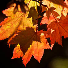 Sposób wykonania jesiennej podkładki pod talerz