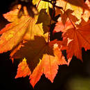 Sposób wykonania jesiennej podkładki pod talerz